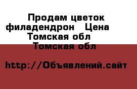 Продам цветок филадендрон › Цена ­ 2 000 - Томская обл.  »    . Томская обл.